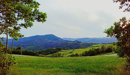 Scenic view of field against sky