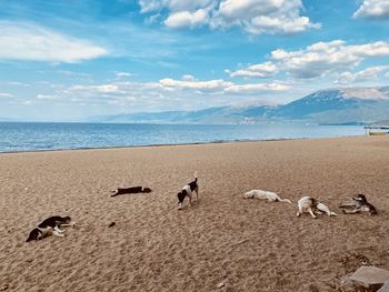 Pack of beach dogs laying on the sand