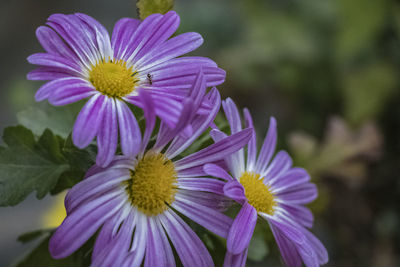 Close-up of purple flowers