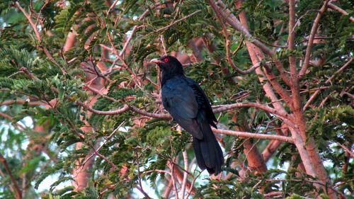 Low angle view of bird perching on tree