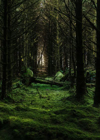 Trees in forest