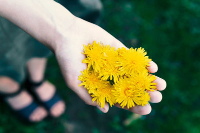 Close-up of hand holding yellow flowering plant