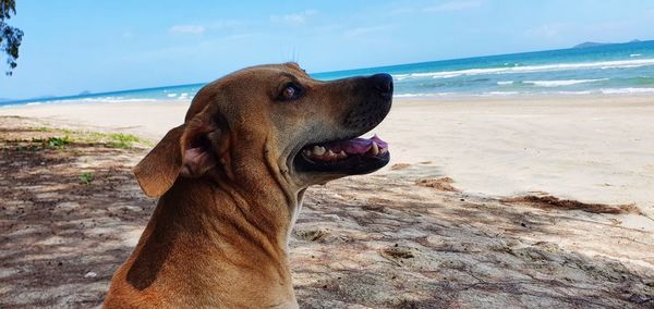 Close-up of a dog on beach