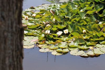 Close-up of fresh green plants against lake