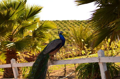 View of palm tree