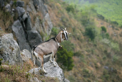 Side view of an animal on rock