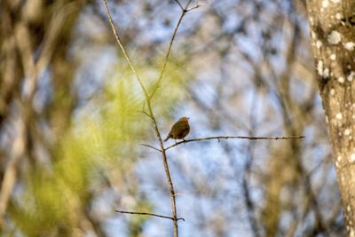 Low angle view of bird perching on plant