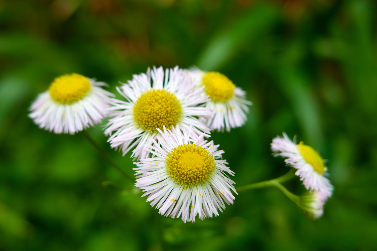 flower, flowering plant, plant, freshness, beauty in nature, flower head, fragility, close-up, meadow, yellow, inflorescence, daisy, nature, growth, petal, white, focus on foreground, no people, macro photography, wildflower, pollen, green, outdoors, botany, day, springtime, field, summer, animal wildlife