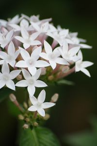 Close-up of white flowers