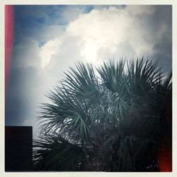 Low angle view of palm tree against sky