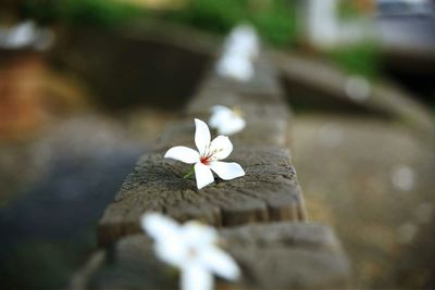 Close-up of white flowers in row