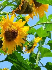 Close-up of sunflower blooming against sky