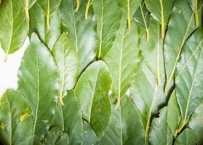 Close-up of leaves