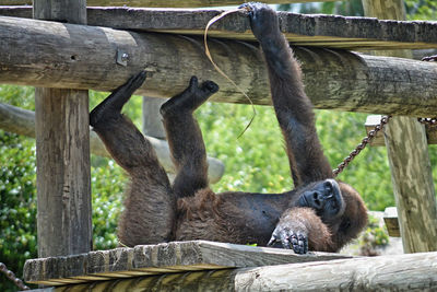 Close-up of monkey sitting on tree trunk