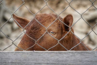 Close-up of a goat  behind fence