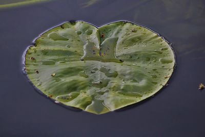 High angle view of a lily pad