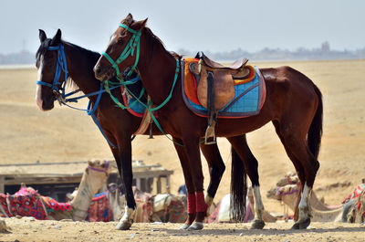 Panoramic view of horses standing on land