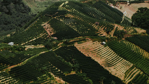 High angle view of green leaves