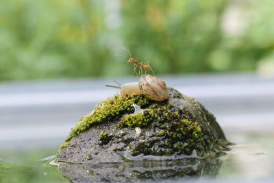 Close-up of insect on rock