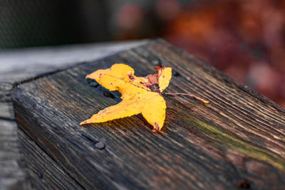 Close-up of maple leaf on wooden plank