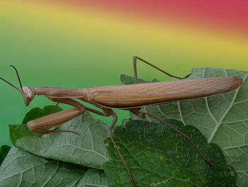 Close-up of insect on leaf