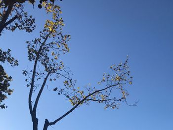 Low angle view of tree branch against blue sky