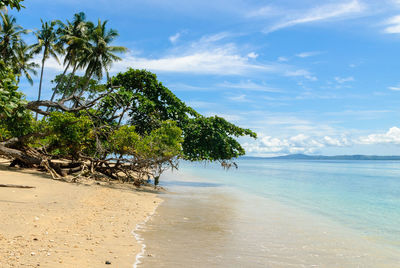 Palm trees on beach against sky