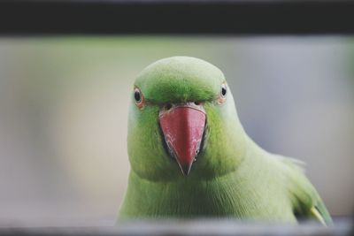 Close-up of parrot