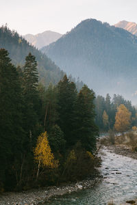 Trees by river in forest against sky