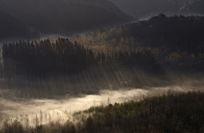 Scenic view of the forest against the forest, with sunbeams on the fog