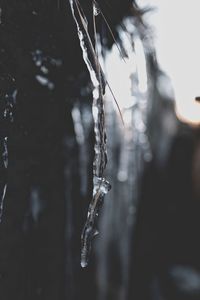 Close-up of spider web