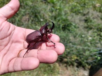 Close-up of hand holding small insect