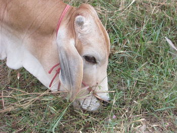 High angle view of dog on field