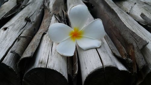 Close-up of flower