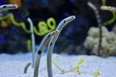 Fish swimming in sea