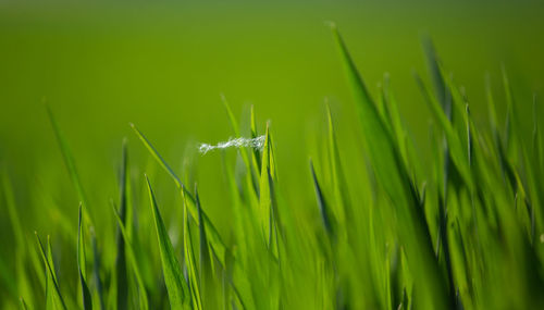 Close-up of green grass