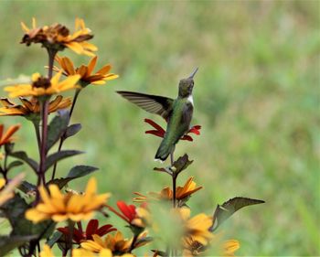 Hummingbird enjoying fall flowers