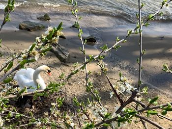 High angle view of birds in lake