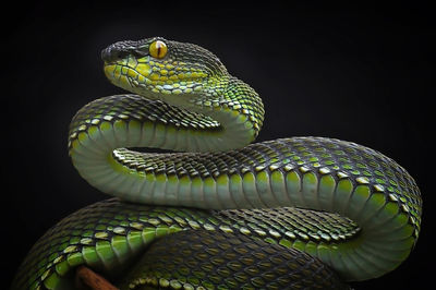 Close-up of snake