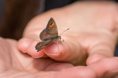 Close-up of butterfly on hand