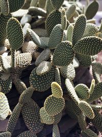 Full frame shot of succulent plant