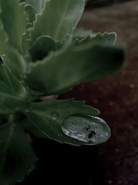 Close-up of water drop on leaf