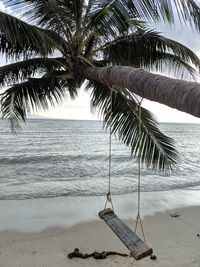 Palm trees on beach against sky