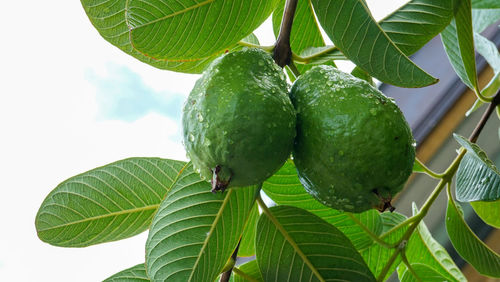 Close-up of fruits growing on tree