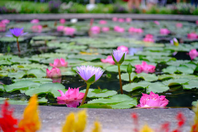 Close-up of pink water lily in lake