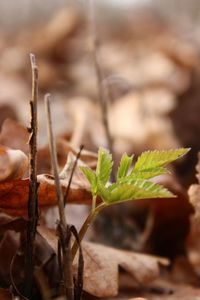 Close-up of fresh plant