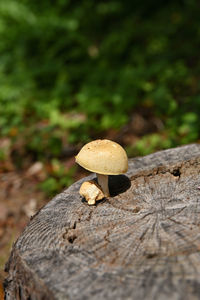 Close-up of mushroom growing on tree