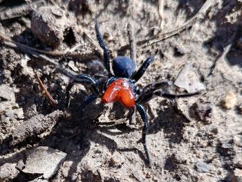 High angle view of spider on rock