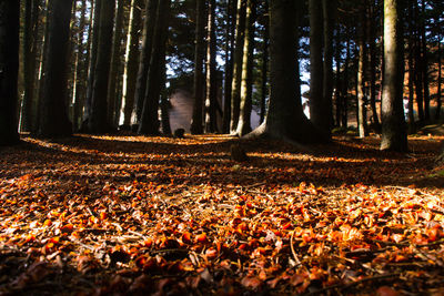 Trees in forest during autumn
