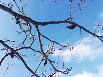 Low angle view of bare tree against sky